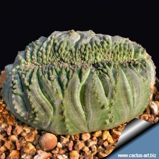 Name:  Euphorbia_obesa_crest_540.jpg
Views: 1696
Size:  52.7 KB