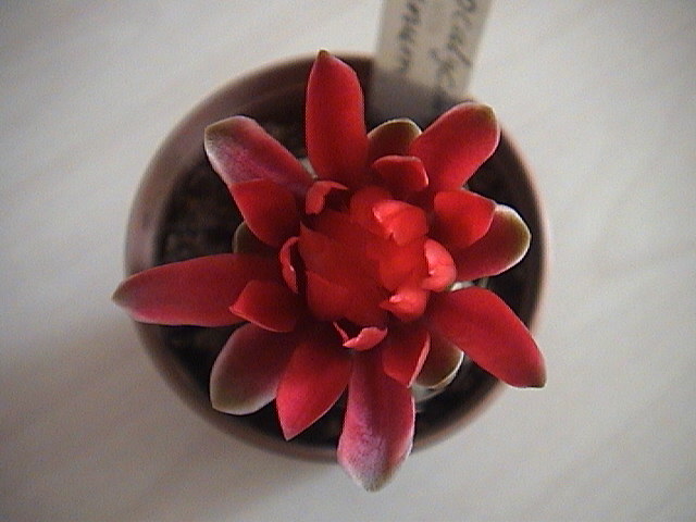 Name:  DSC00172.JPG
Views: 710
Size:  63.0 KB