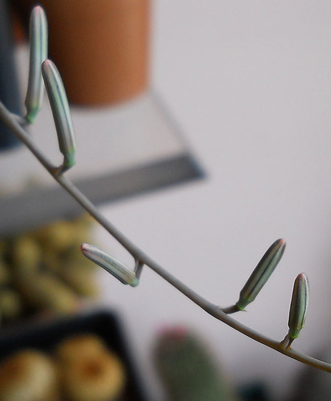 Name:  H Viscosa buds.jpg
Views: 1474
Size:  67.9 KB