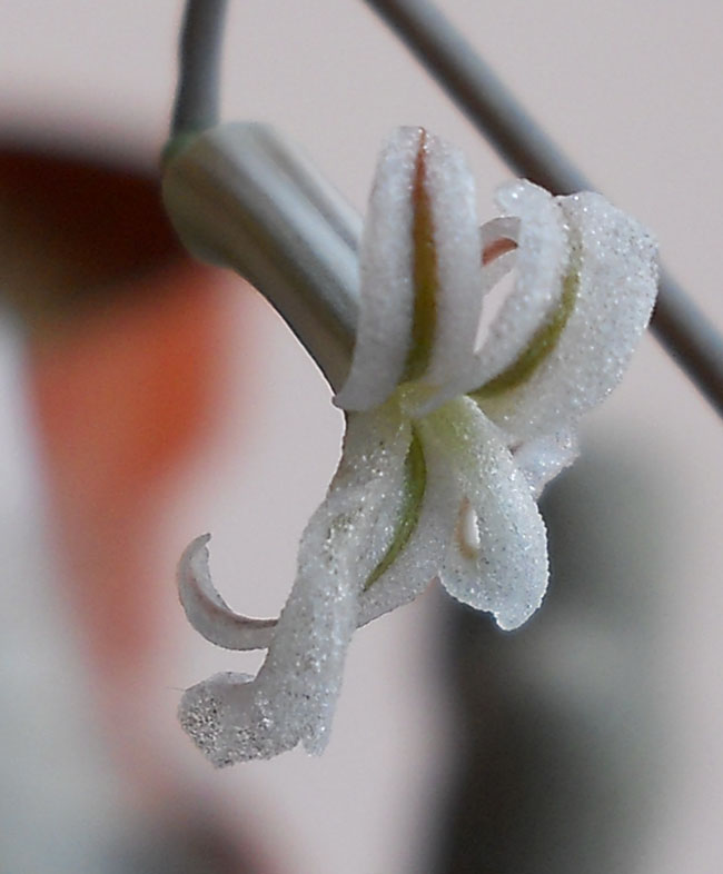 Name:  H Viscosa 4.jpg
Views: 1599
Size:  69.5 KB