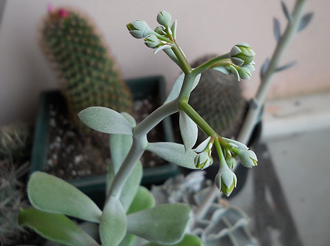 Name:  cotyledon flower buds.jpg
Views: 1410
Size:  64.0 KB