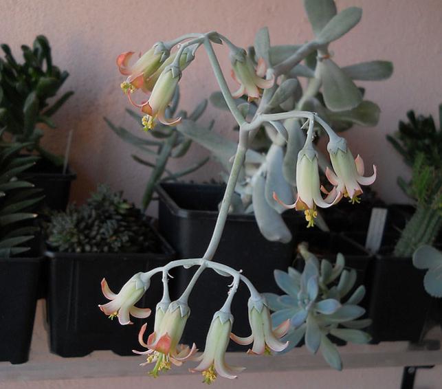 Name:  cotyledon flower 1.jpg
Views: 1306
Size:  43.1 KB