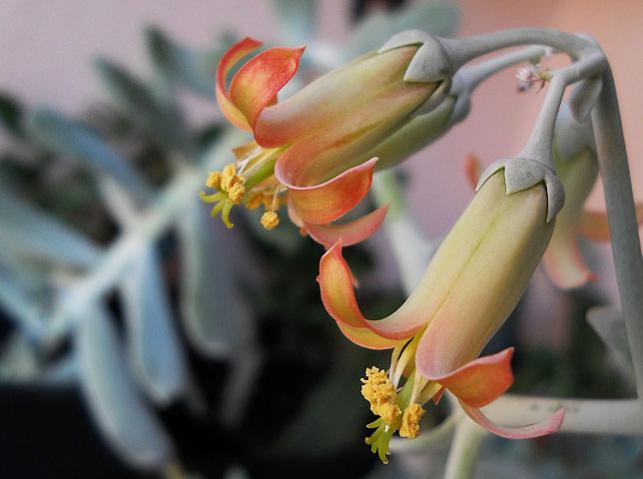 Name:  cotyledon flower 2.jpg
Views: 1352
Size:  32.3 KB