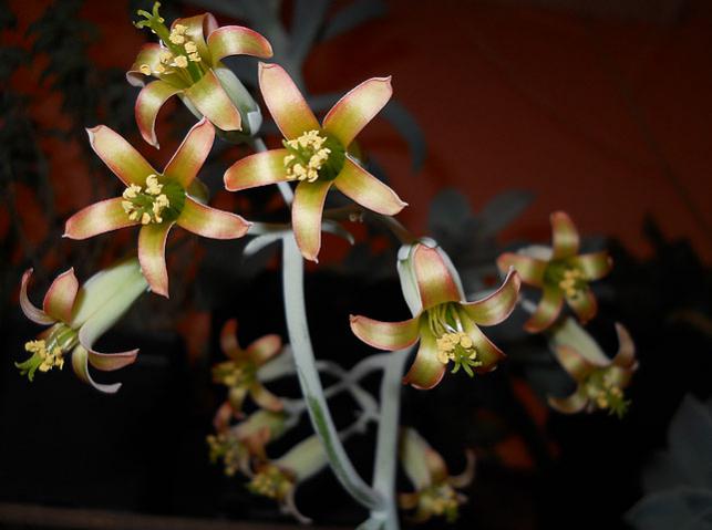 Name:  cotyledon flower 3.jpg
Views: 1265
Size:  33.4 KB