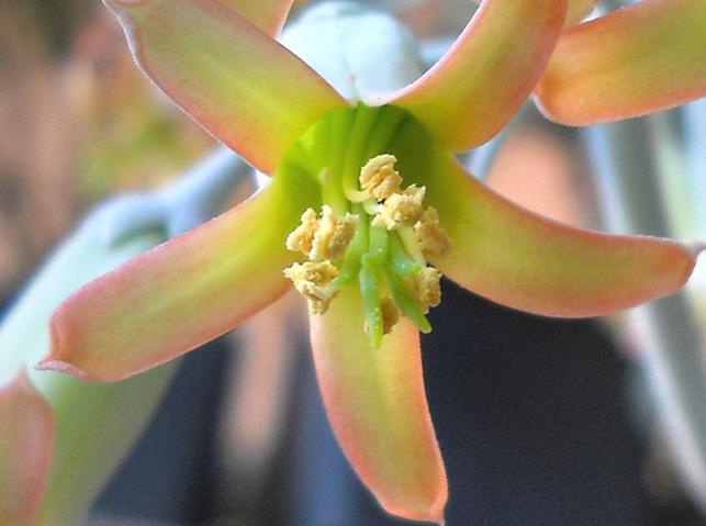 Name:  cotyledon flower 4.jpg
Views: 1300
Size:  32.2 KB