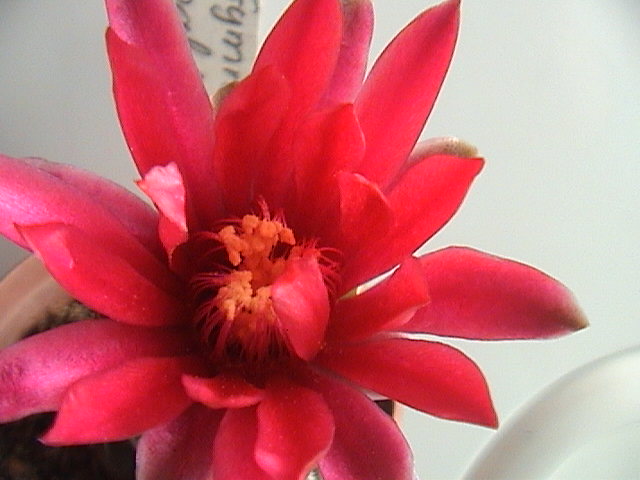 Name:  DSC00178.JPG
Views: 672
Size:  58.1 KB