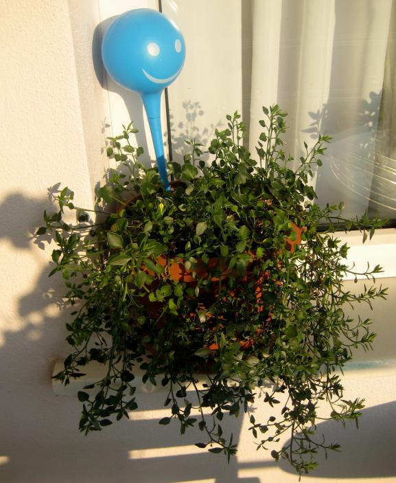 Name:  19 haziran 2011 bitkler 009.jpg
Views: 1477
Size:  72.8 KB