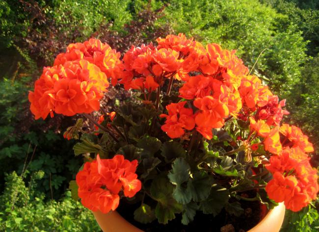 Name:  19 haziran 2011 bitkler 003.jpg
Views: 1275
Size:  68.1 KB