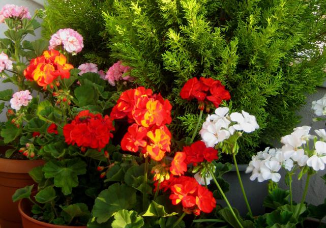 Name:  19 haziran 2011 bitkler 017.jpg
Views: 1306
Size:  70.0 KB