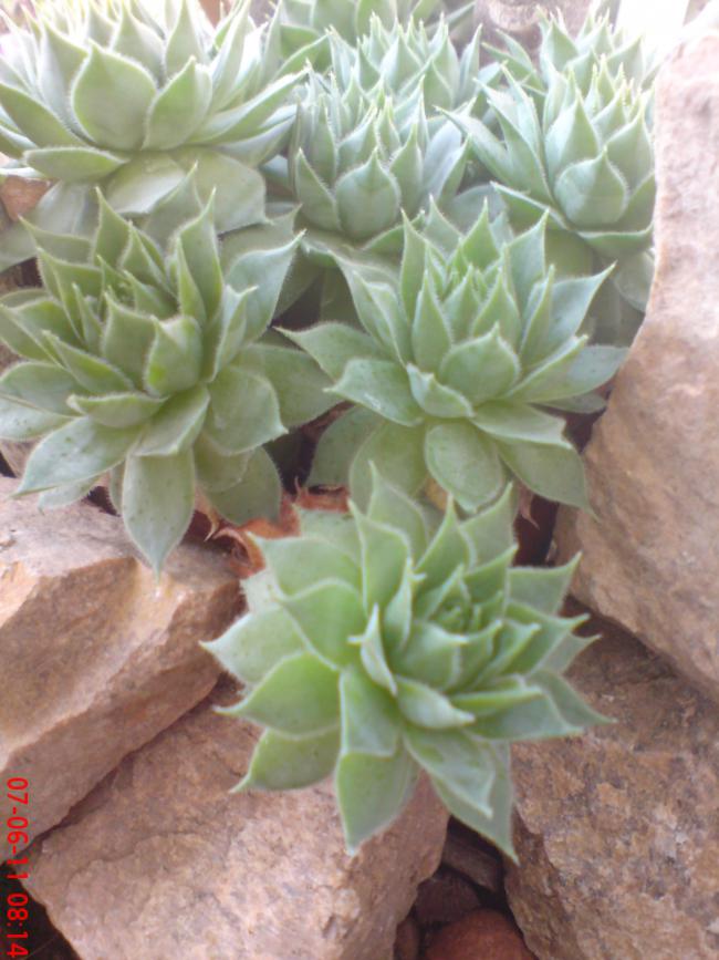 Name:  DSC01427.jpg
Views: 469
Size:  69.8 KB