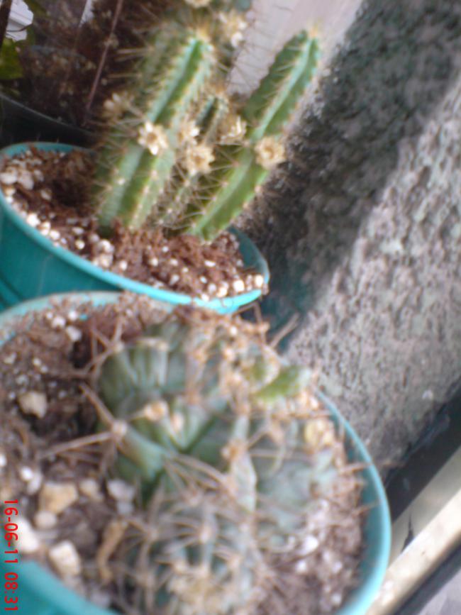 Name:  DSC01470.jpg
Views: 456
Size:  64.8 KB