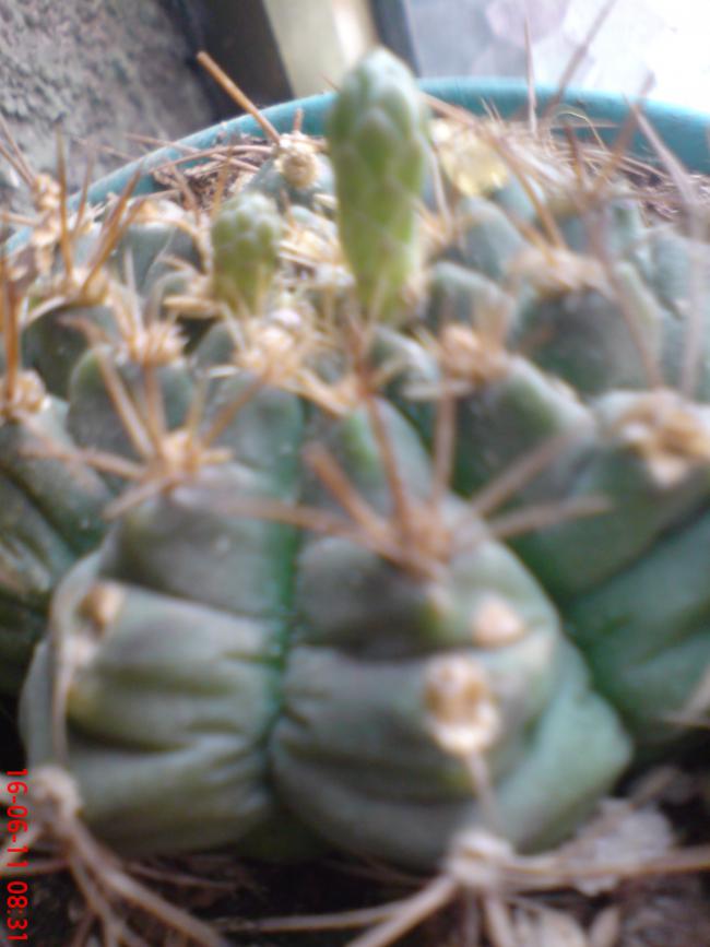 Name:  DSC01471.jpg
Views: 583
Size:  52.4 KB