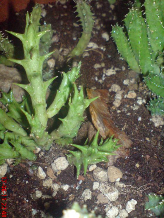 Name:  DSC01500.jpg
Views: 448
Size:  73.9 KB