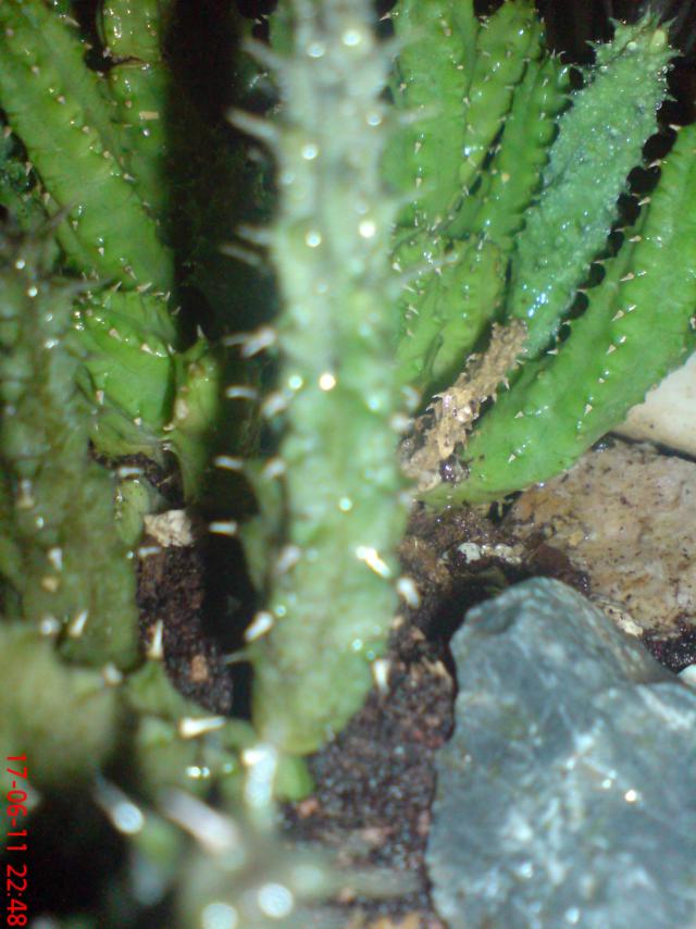 Name:  DSC01499.jpg
Views: 439
Size:  70.0 KB
