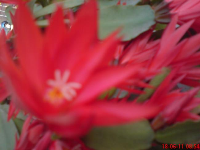 Name:  DSC01510.jpg
Views: 443
Size:  23.3 KB
