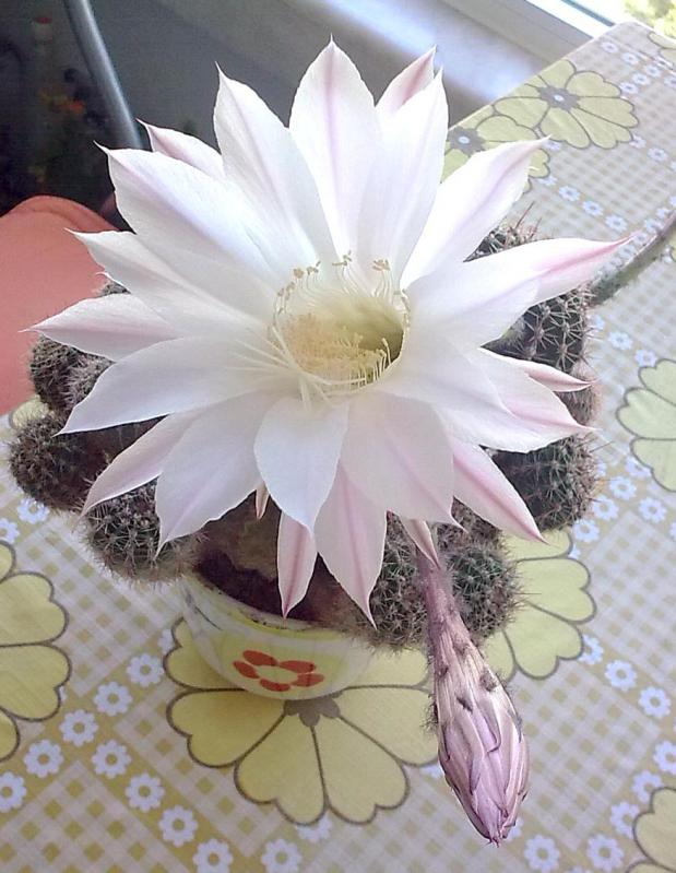 Name:  Grnt0269.jpg
Views: 1107
Size:  71.2 KB