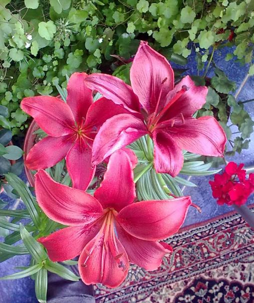 Name:  Grnt0273.jpg
Views: 1073
Size:  76.8 KB