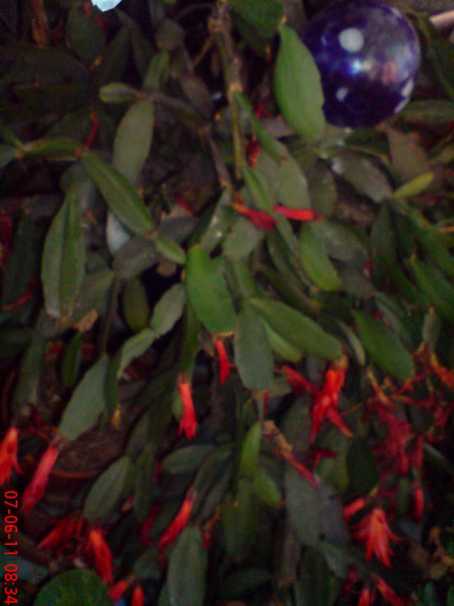 Name:  DSC01429.jpg
Views: 444
Size:  55.5 KB