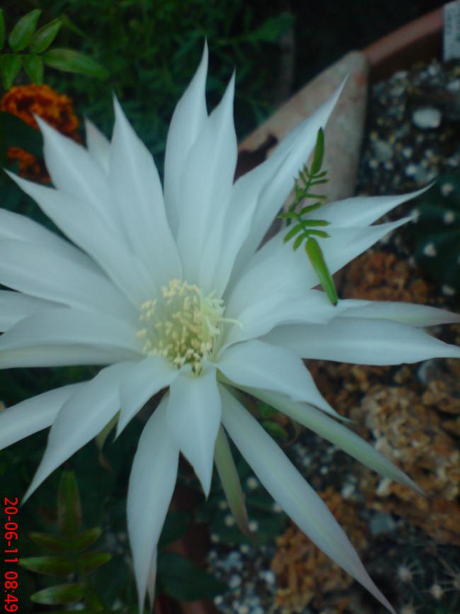 Name:  DSC01562.jpg
Views: 477
Size:  49.0 KB