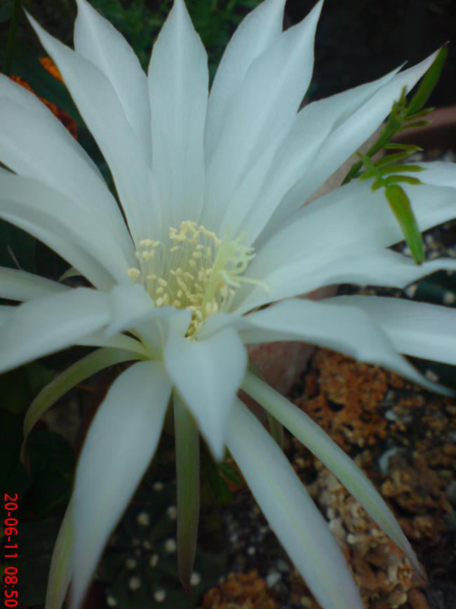 Name:  DSC01563.jpg
Views: 441
Size:  47.0 KB
