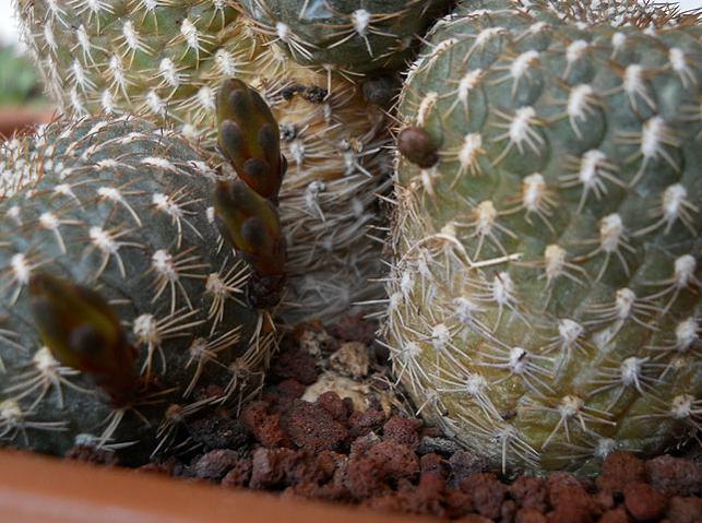 Name:  sulcorebutia arenacea buds.jpg
Views: 1340
Size:  63.7 KB