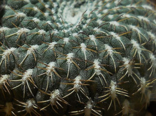 Name:  sulcorebutia arenacea spines.jpg
Views: 1273
Size:  72.6 KB