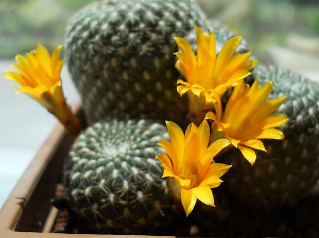 Name:  sulcorebutia arenacea 1.jpg
Views: 1645
Size:  38.4 KB