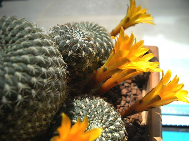 Name:  sulcorebutia arenacea 2.jpg
Views: 1198
Size:  49.5 KB