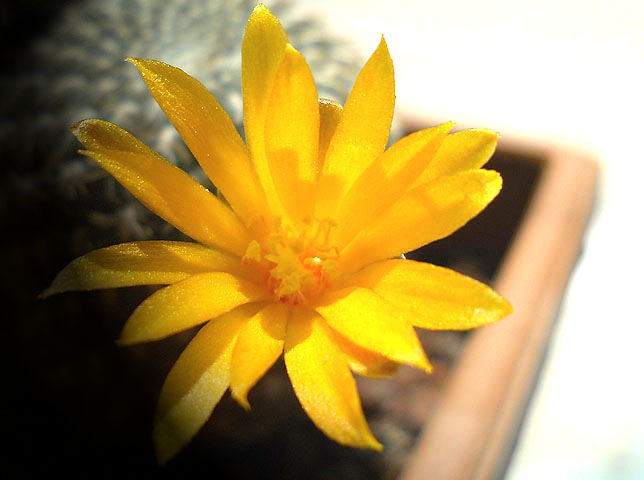 Name:  sulcorebutia arenacea flowerdetail.jpg
Views: 1169
Size:  61.4 KB