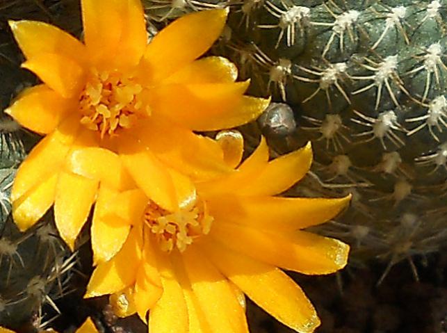 Name:  sulcorebutia arenacea flower.jpg
Views: 1215
Size:  50.2 KB