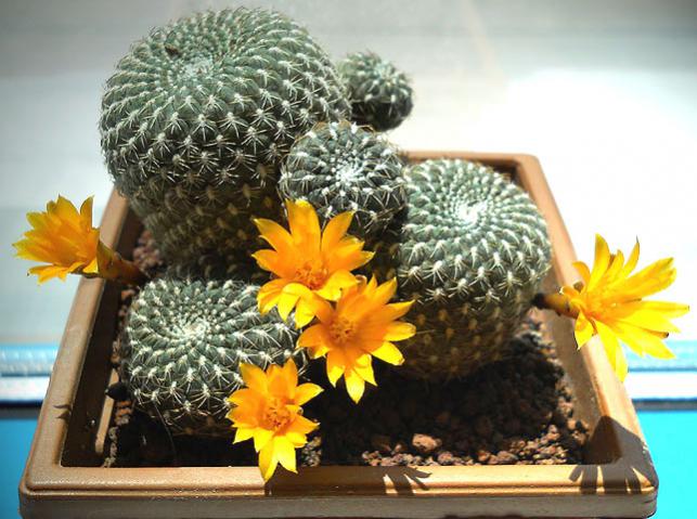 Name:  sulcorebutia arenacea 3.jpg
Views: 1278
Size:  57.7 KB