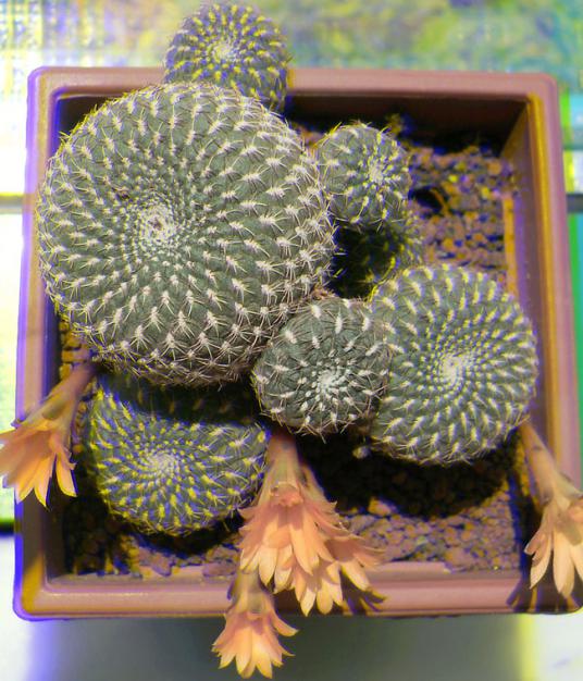 Name:  sulcorebutia arenacea Real3D.jpg
Views: 1302
Size:  68.7 KB