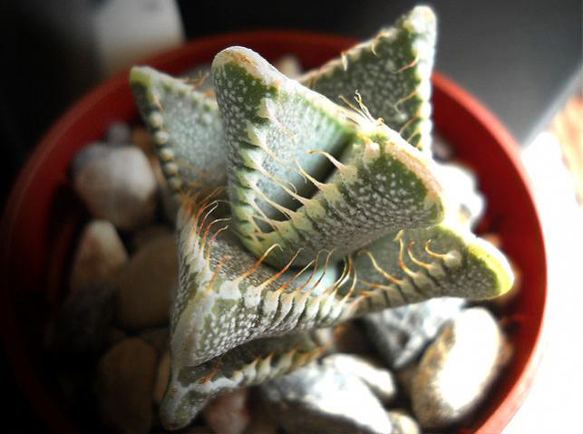 Name:  Faucaria tigrina 2.jpg
Views: 1351
Size:  38.8 KB