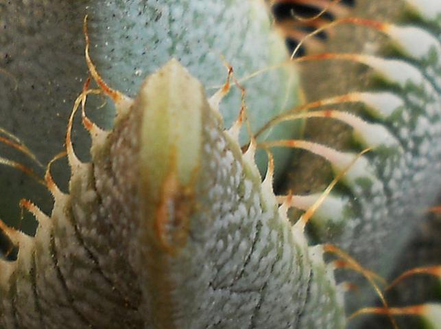 Name:  Faucaria tigrina 3.jpg
Views: 1309
Size:  40.1 KB