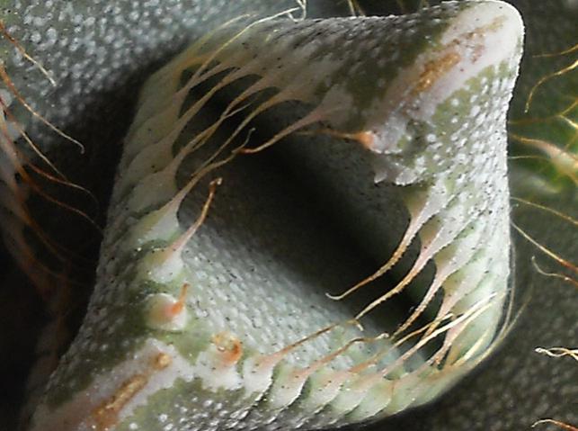 Name:  Faucaria tigrina 4.jpg
Views: 1525
Size:  47.3 KB
