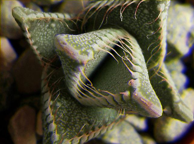 Name:  Faucaria tigrina Real3D.jpg
Views: 1357
Size:  48.6 KB