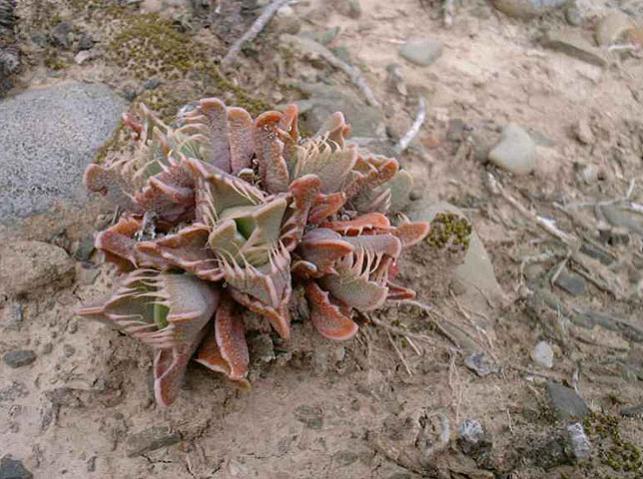 Name:  Faucaria tigrina in habitat.jpg
Views: 2006
Size:  64.1 KB