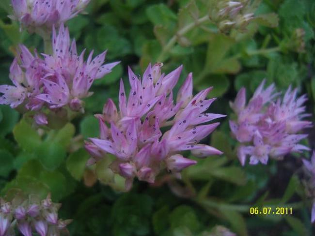 Name:  Sedum spurium2.jpg
Views: 9554
Size:  36.8 KB