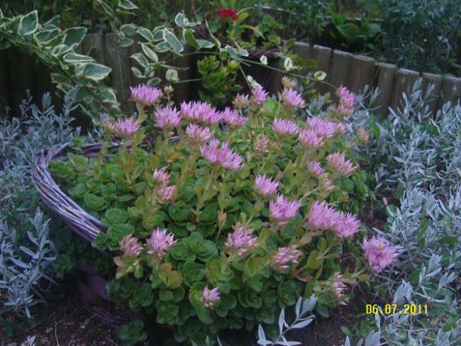 Name:  Sedum spurium1.jpg
Views: 9655
Size:  68.9 KB