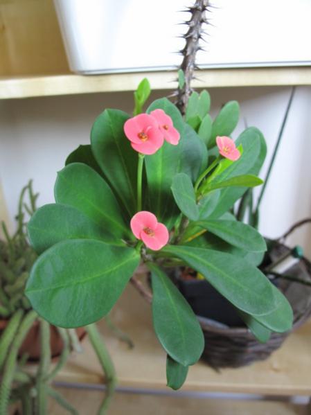 Name:  Euphorbia millii - 1 Mays 2011.jpg
Views: 1202
Size:  28.7 KB