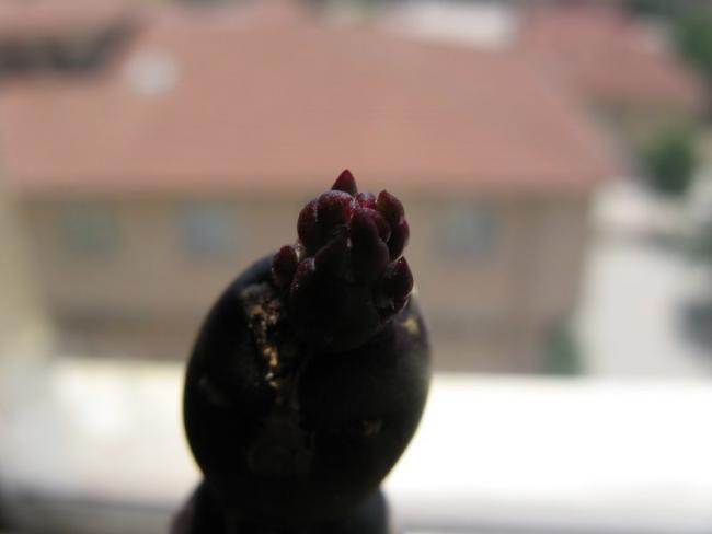 Name:  IMG_7347.jpg
Views: 893
Size:  16.0 KB