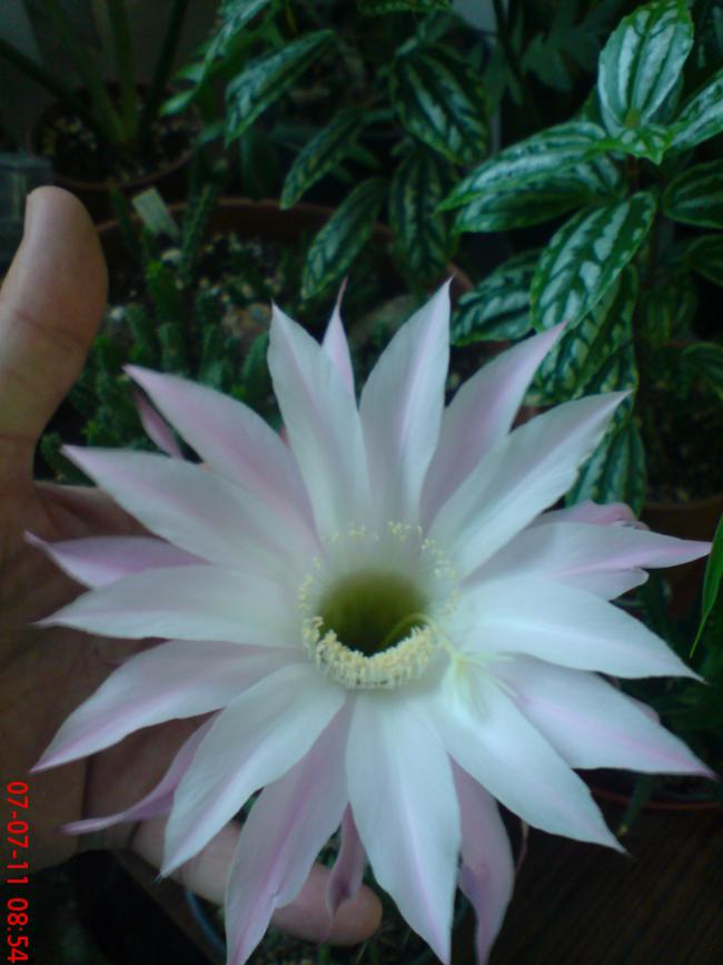 Name:  DSC01654.jpg
Views: 469
Size:  52.2 KB