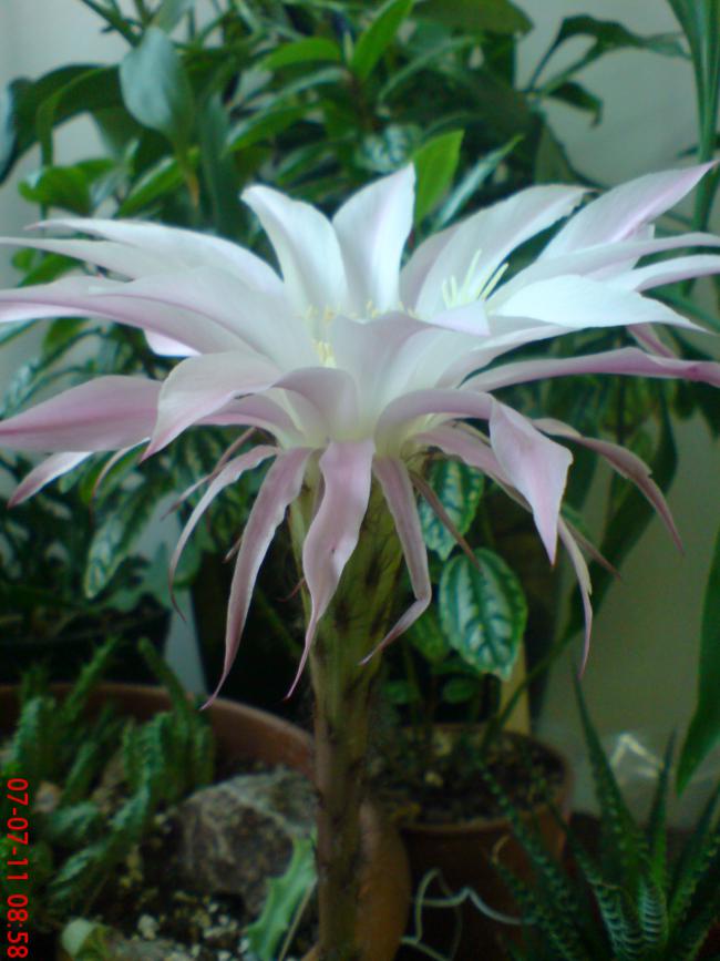 Name:  DSC01660.jpg
Views: 460
Size:  62.0 KB