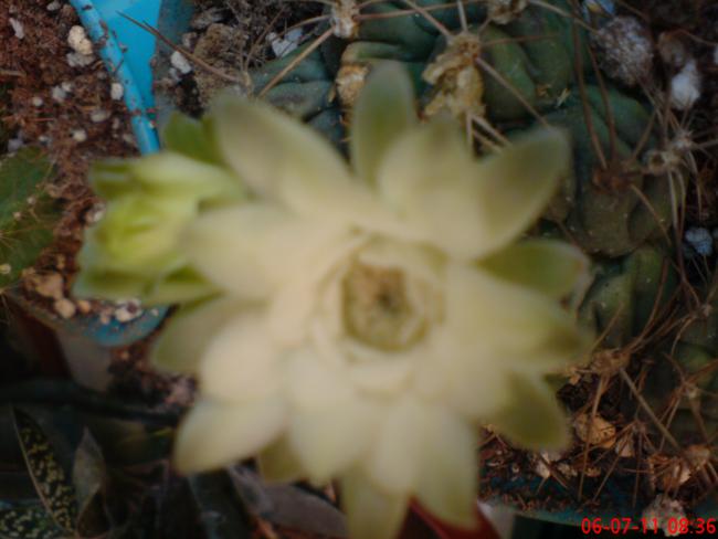 Name:  DSC01647.jpg
Views: 470
Size:  34.5 KB