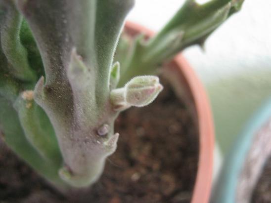 Name:  stapelia1.JPG
Views: 1978
Size:  34.6 KB