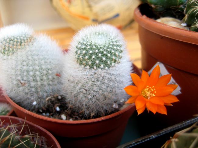 Name:  16 TEMMUZ 2011 rebutia muscula.jpg
Views: 2796
Size:  44.4 KB