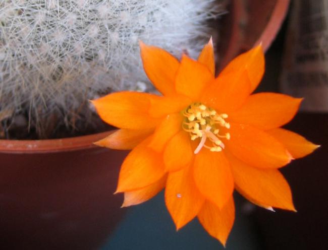 Name:  16 TEMMUZ 2011 rebutia muscula 3.jpg
Views: 1722
Size:  31.6 KB