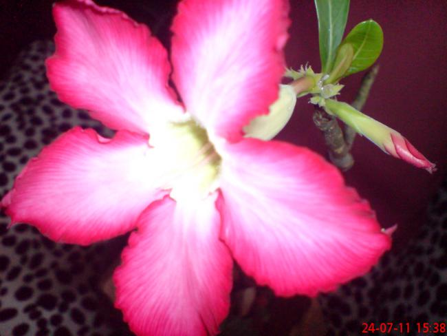 Name:  DSC01713.jpg
Views: 435
Size:  34.0 KB