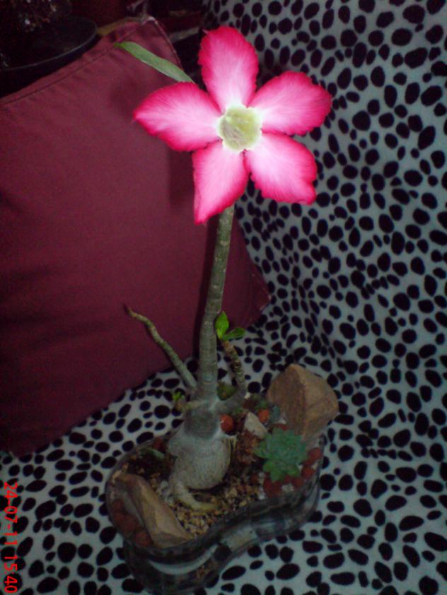 Name:  DSC01717.jpg
Views: 427
Size:  70.5 KB