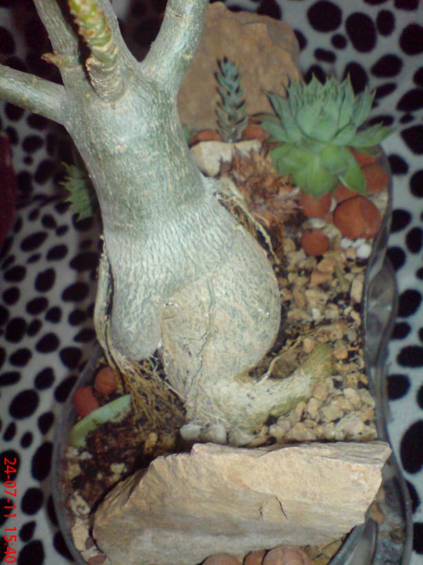 Name:  DSC01716.jpg
Views: 446
Size:  71.6 KB